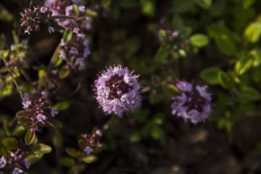 Bssoming kekik bir alanda. Bir-in birkaç tür cins timus, en sık Thymus vulgaris mutfak ve şifalı otlar