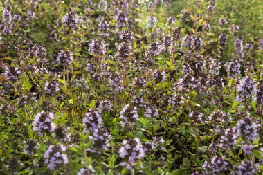 Bssoming kekik bir alanda. Bir-in birkaç tür cins timus, en sık Thymus vulgaris mutfak ve şifalı otlar