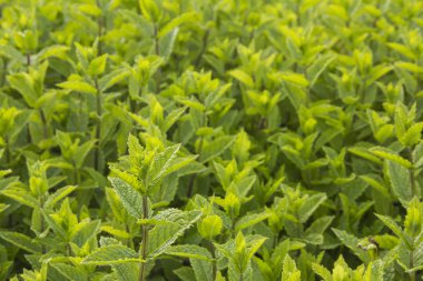 sebze tatlı taze nane yaprakları ekili arazi üzerinde yamalari arka plan olarak ussed olabilir