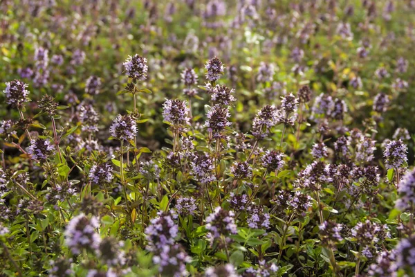 Bssoming kekik bir alanda. Bir-in birkaç tür cins timus, en sık Thymus vulgaris mutfak ve şifalı otlar