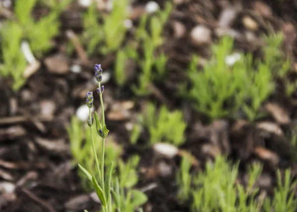 Flor verde dulce olía tallos de lavanda en parches de verduras cultivadas — Foto de Stock