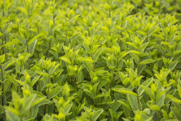sebze tatlı taze nane yaprakları ekili arazi üzerinde yamalari arka plan olarak ussed olabilir
