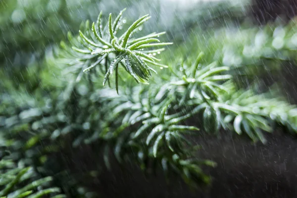 Ramo di un albero di conifera araucaria con gocce di pioggia e aria fresca — Foto Stock