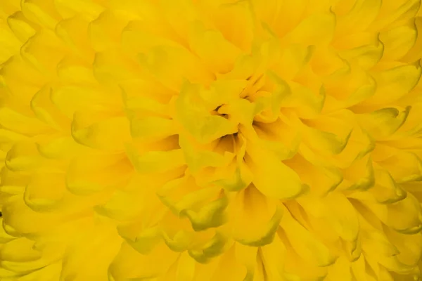 Zbliżenie kwiatów aster żółty: aster z płatków i żółte serce tło i tekstura — Zdjęcie stockowe