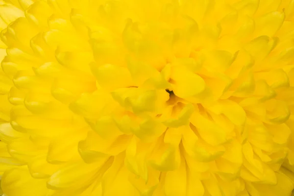 Zbliżenie kwiatów aster żółty: aster z płatków i żółte serce tło i tekstura — Zdjęcie stockowe
