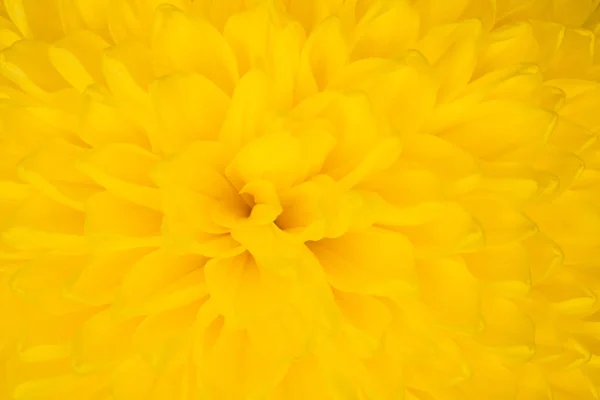 Primo piano di fiore aster giallo: aster con petali gialli e cuore giallo per sfondo o consistenza — Foto Stock