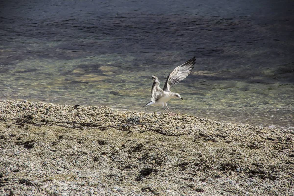 Closeup çakıl taşları ile deniz, dalgalar ve iniş martı yumuşak odak bir plajda