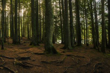 Karadağ, Avrupa 'daki Durmitor ulusal parkındaki buzul gölünün (Crno jezero), ormanın ve dağların farklı manzaraları