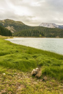 Karadağ, Avrupa 'daki Durmitor ulusal parkındaki buzul gölünün (Crno jezero), ormanın ve dağların farklı manzaraları