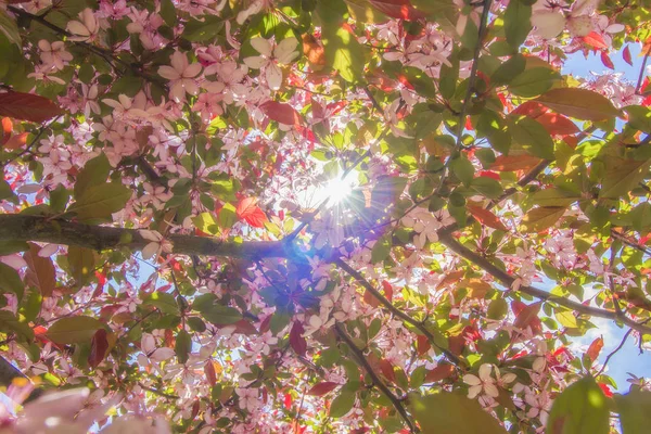 Primavera Flores Cerezo Una Rama Flores Color Rosa Sobre Fondo — Foto de Stock