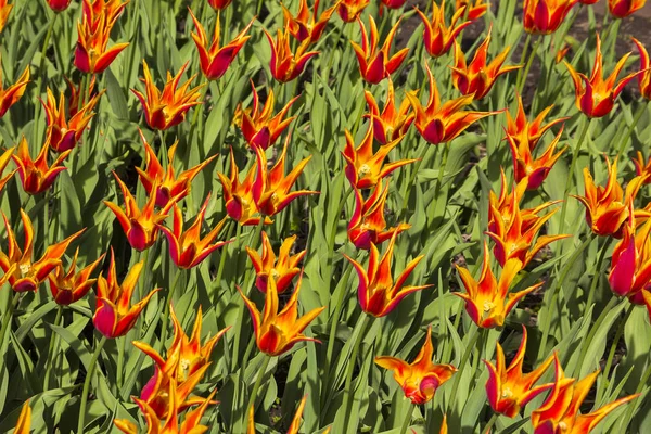 Krásné Červené Žluté Tulipánové Květy Speciálního Druhu Odrůdy Plemenného Pole — Stock fotografie