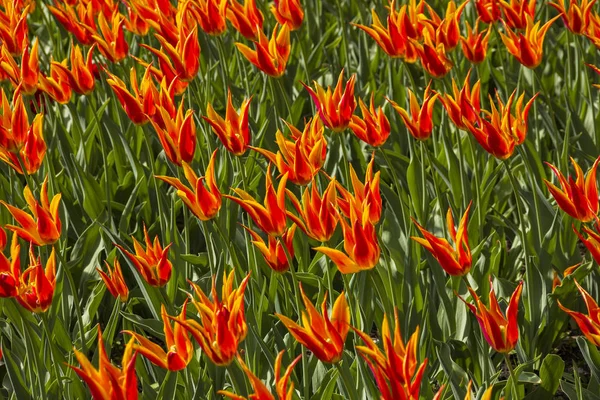 Krásné Červené Žluté Tulipánové Květy Speciálního Druhu Odrůdy Plemenného Pole — Stock fotografie