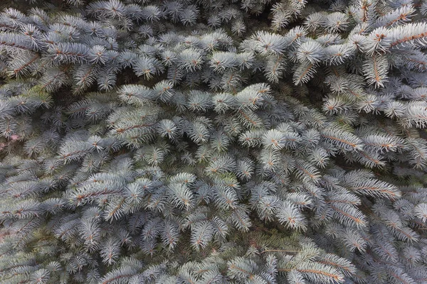 Close Christmas Pine Blue Spruce Fir Tree Branches Background Background — Stock Photo, Image
