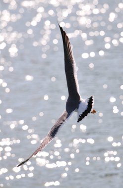 Denizin üzerinde martı