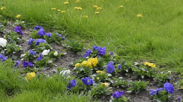 Multicolored violets bloom on a flowerbed — Stock Video