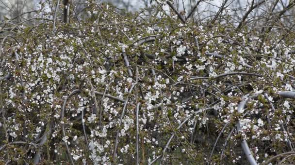 Weiße Blüten von Zierkirschen — Stockvideo