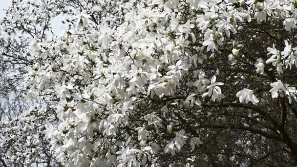 Flor de magnólia branca na primavera — Vídeo de Stock