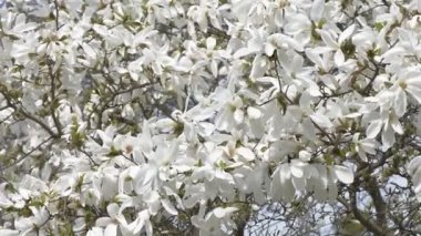 Beyaz Manolya çiçeği