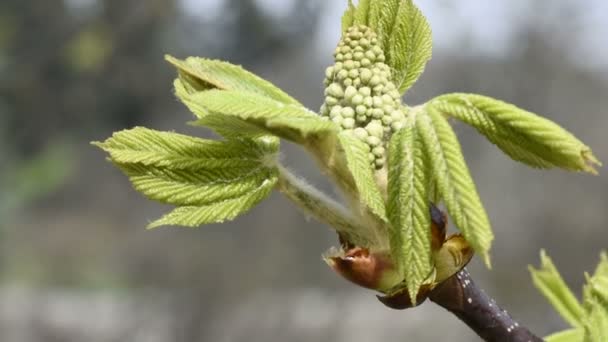 Little buds of horse chestnut flower — Stock Video