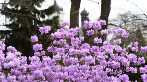 Ροζ rhododendron άνθος — Αρχείο Βίντεο