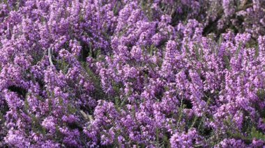 Pembe Bahçe bahar çiçek çiçek