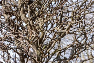 Bir ağaç budama sonra virajlı dallarında