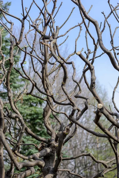 Klikatých větve stromu po prořezávání — Stock fotografie