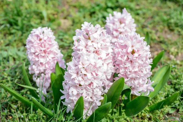 Pink hyacinths closeup — Stock Photo, Image