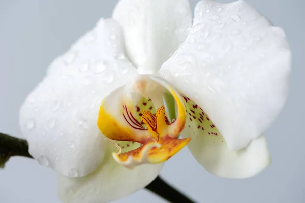 Fehér orchideák közelednek. — Stock Fotó