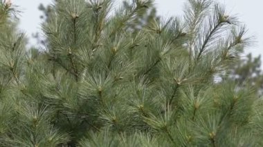 Çamın dalları yeşil iğne ile sallanan