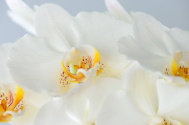 Büyük beyaz orkide çiçek