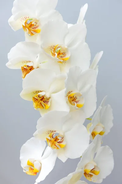 Nagy fehér orchidea virágok — Stock Fotó
