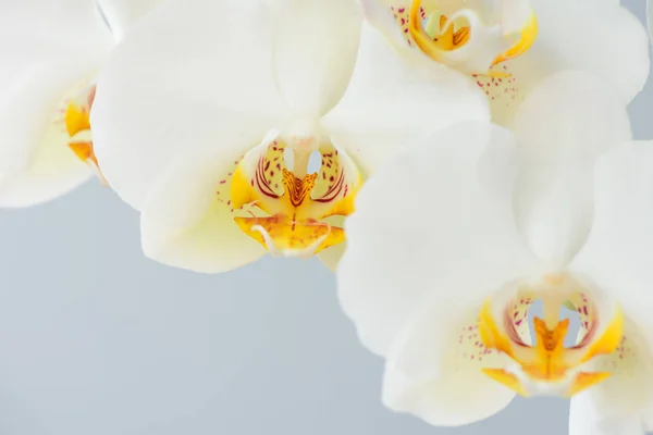 Nagy fehér orchidea virágok — Stock Fotó