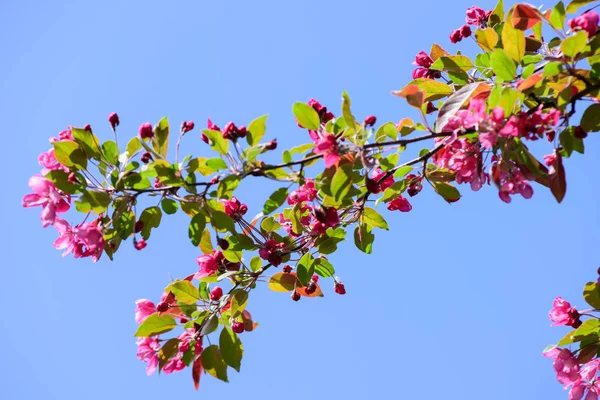 Jarní kvetoucí jabloně — Stock fotografie