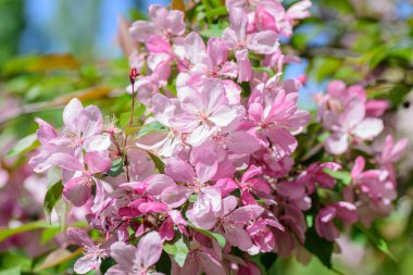 Bahar çiçekli kiraz ağacı