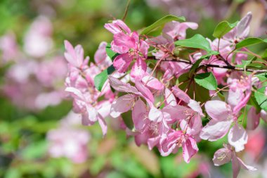 Bahar çiçekli kiraz ağacı