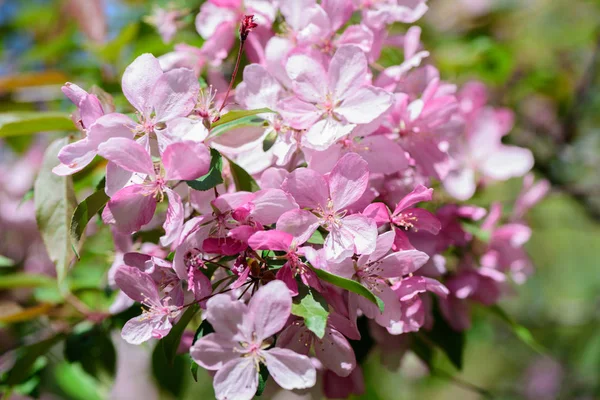 Cerejeira de floração primavera — Fotografia de Stock