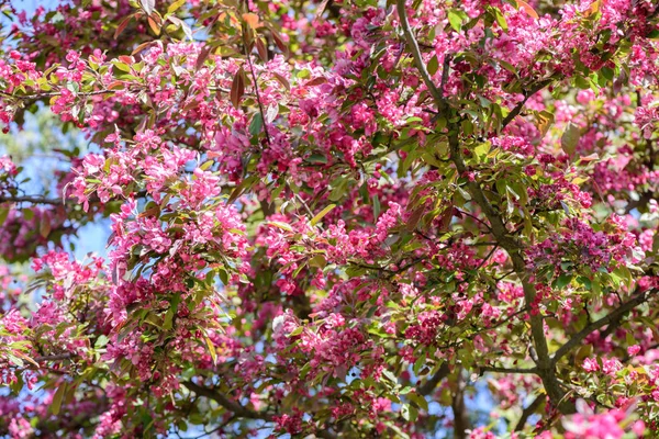 Spring flowering apple tree — Stock Photo, Image