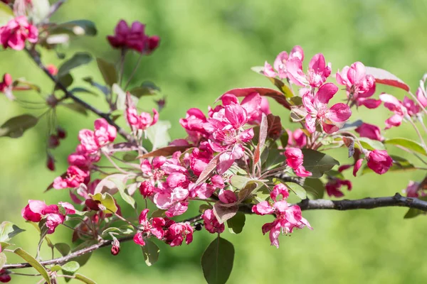 Jarní kvetoucí jabloně — Stock fotografie