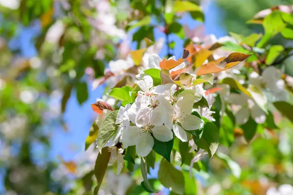 Primavera árvore de maçã com flores — Fotografia de Stock