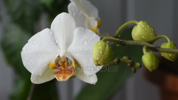 Белоцветущая орхидея — стоковое видео