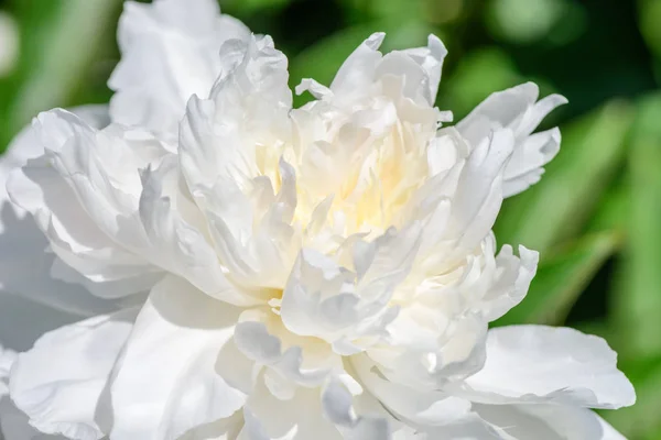 Fiore bianco di una peonia di giardino — Foto Stock