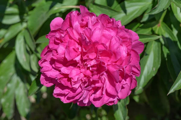 Flor vermelha de uma peônia de jardim — Fotografia de Stock