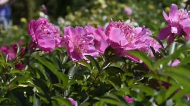 Bahçe çiçek Şakayık