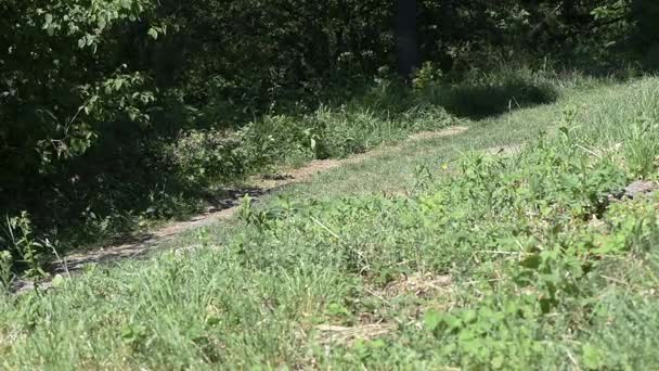 Camino de tierra rural en el bosque — Vídeo de stock