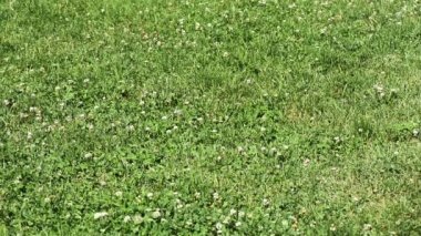 Yeşil çim ile doğal kompozisyon