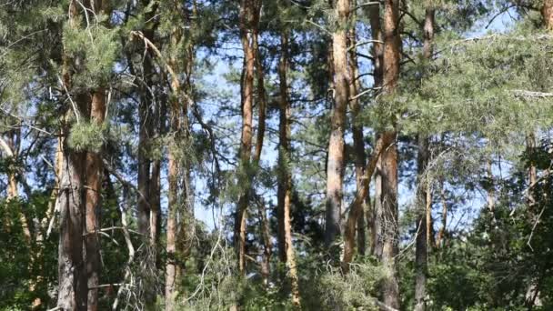 Φυσικό δάσος τοπίο — Αρχείο Βίντεο