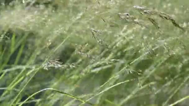 Dzikich zbóż w letni dzień — Wideo stockowe
