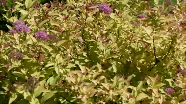 Φυσική σύνθεση με φυτά στον κήπο — Αρχείο Βίντεο