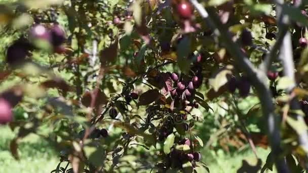 Pequeña ciruela en una rama en un día de verano — Vídeos de Stock